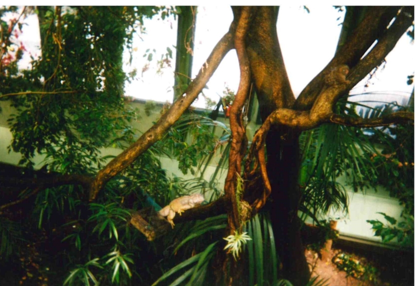 iguana tropical house nd