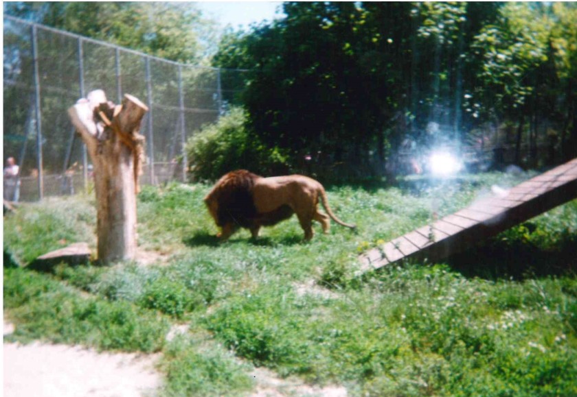 male lion late 1990s