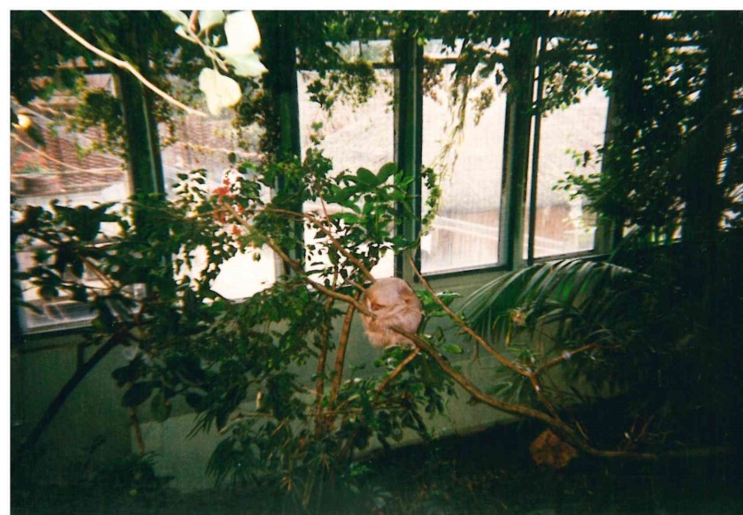 sloth tropical house 2003