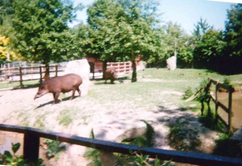 tapir paddock nd