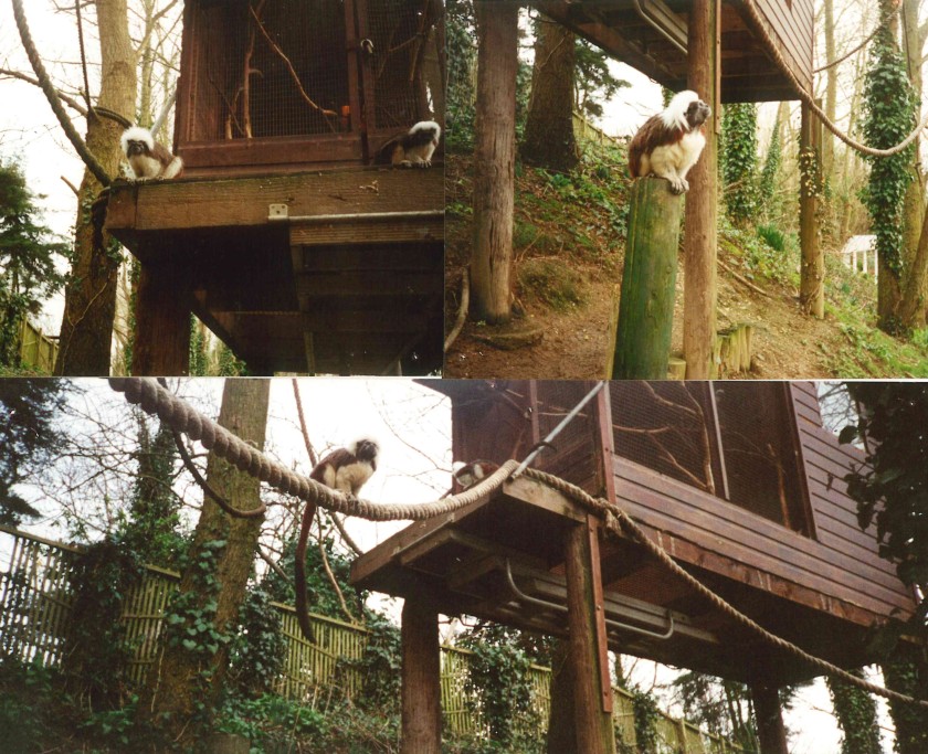 cotton tops treehouse 2001